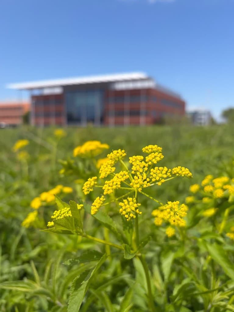 Yellow wildflowers in front of the Donald Danforth Plant Science Center